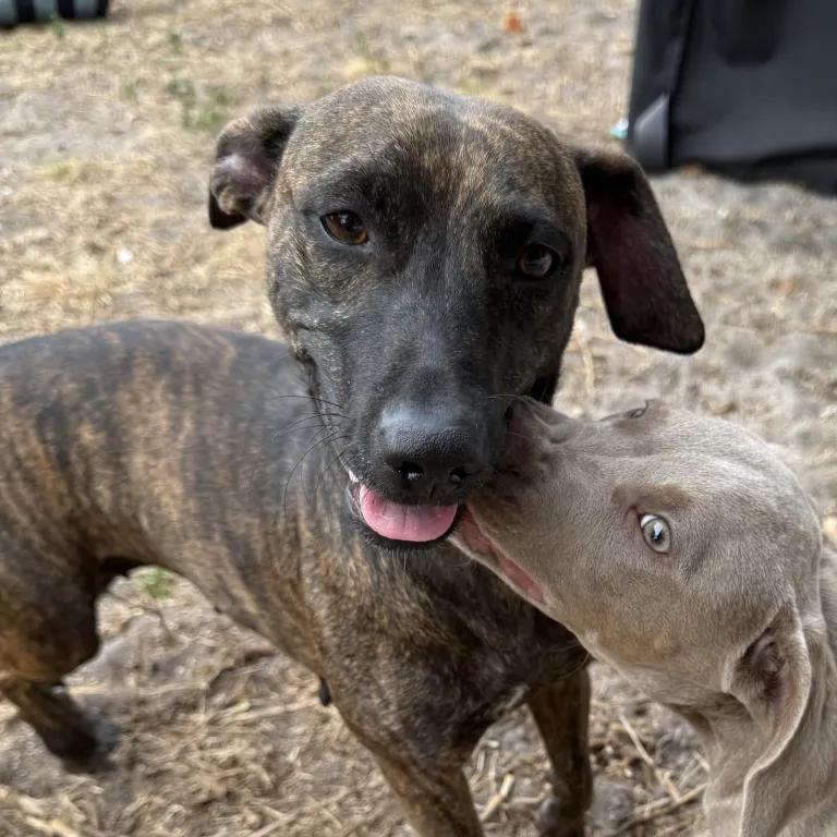 Enlarge Nala, a ADOPTABLE mixed breed in Port Charlotte, FL image 3/4