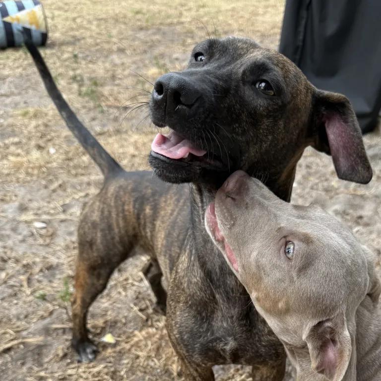 Enlarge Nala, a ADOPTABLE mixed breed in Port Charlotte, FL image 4/4