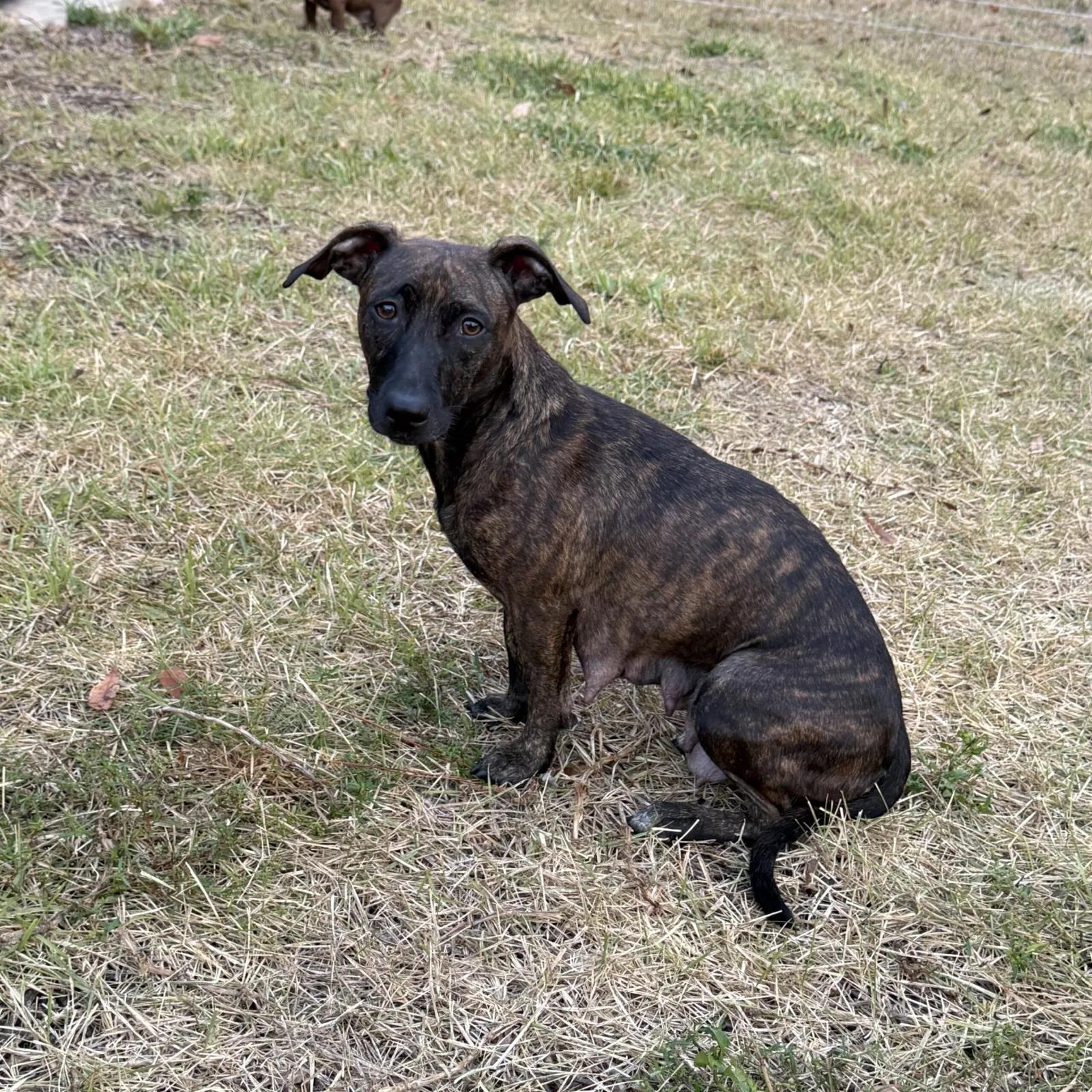 Nala, ADOPTABLE, Young Female Dachshund.