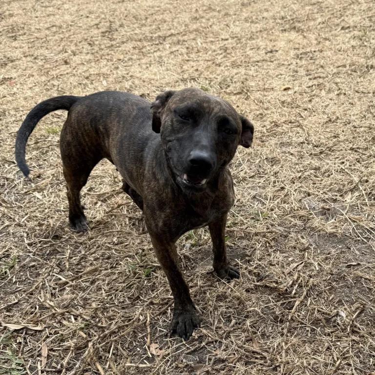 Enlarge Nala, a ADOPTABLE mixed breed in Port Charlotte, FL image 2/4