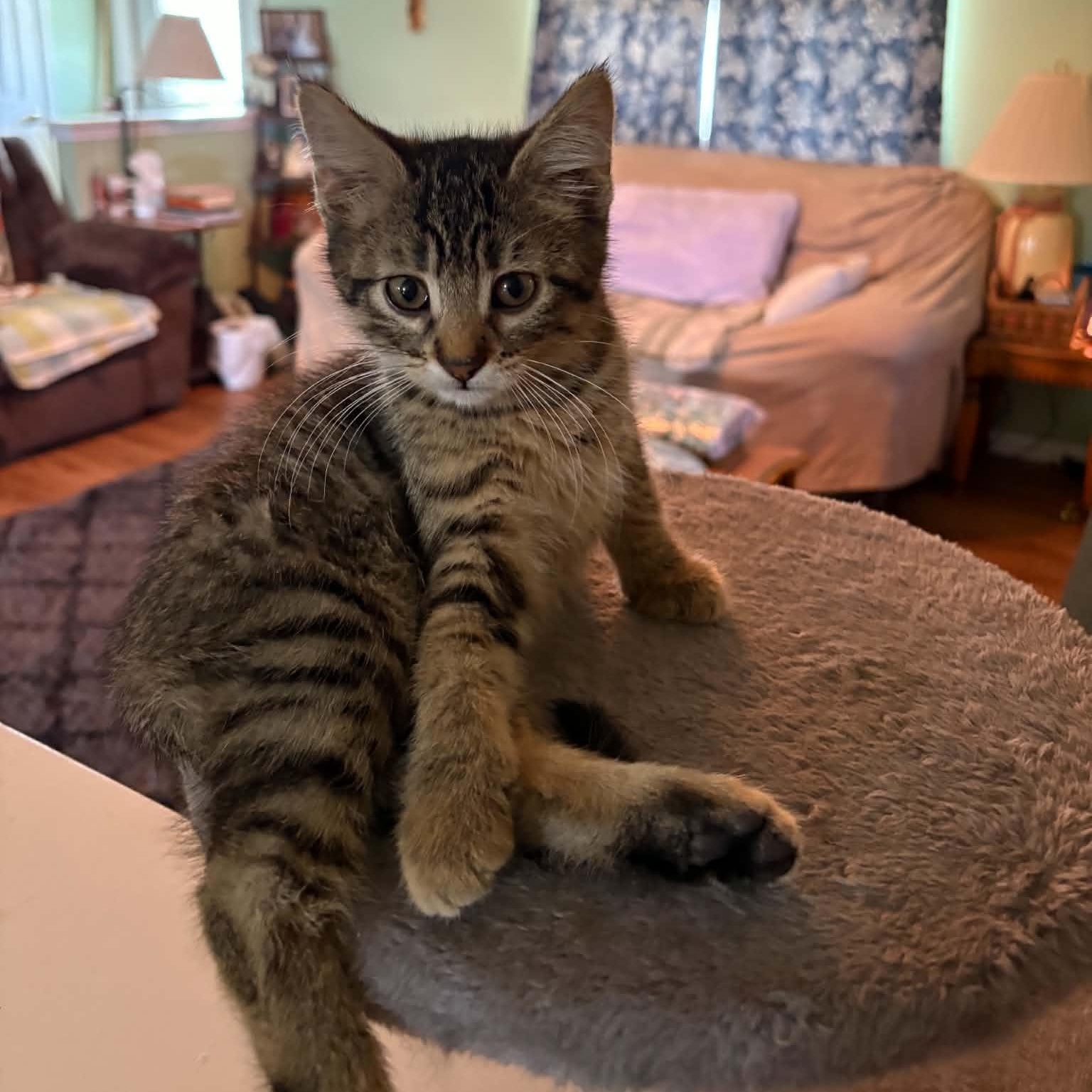 Hermione, Adoptable, Kitten Female Domestic Short Hair.