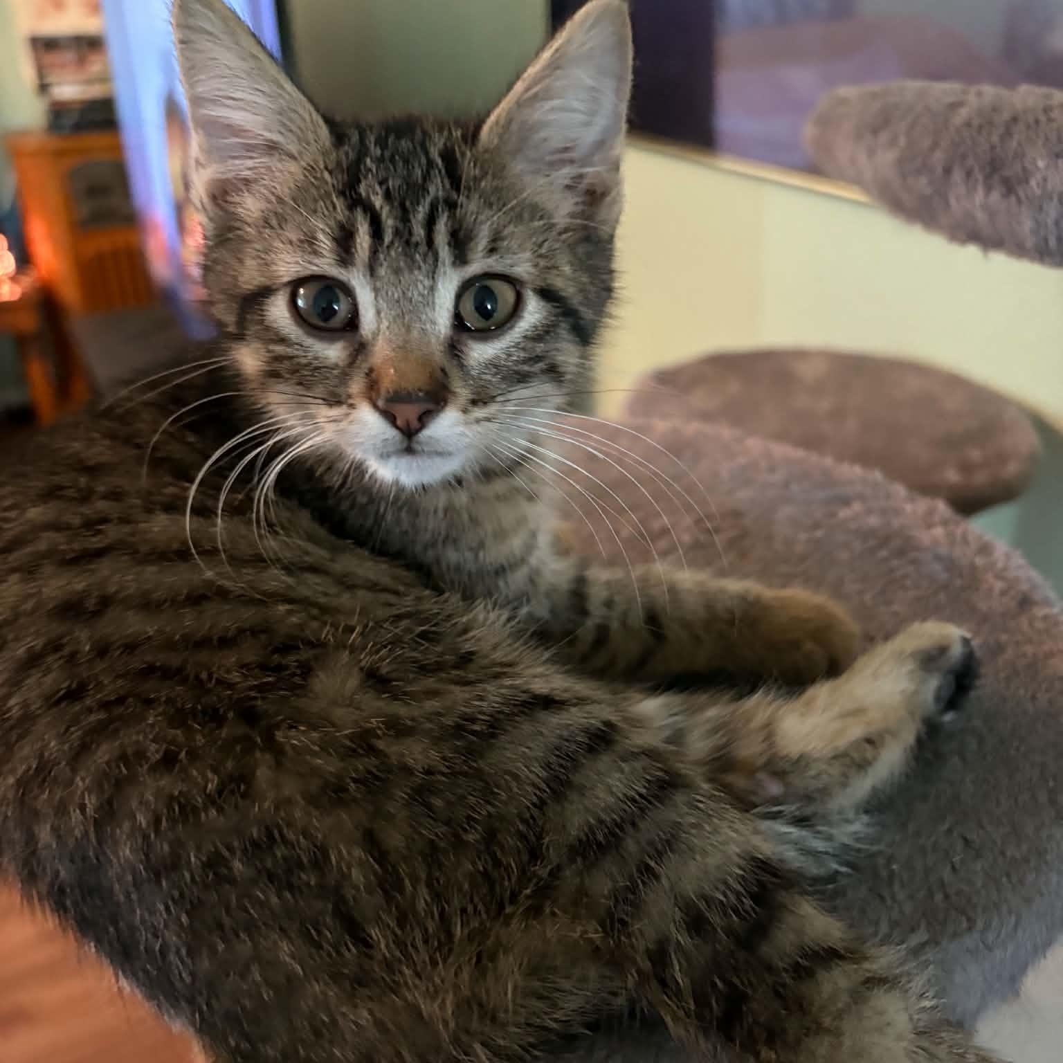 Enlarge Hermione, a Adoptable Domestic Short Hair in Sedalia, MO image 2/2