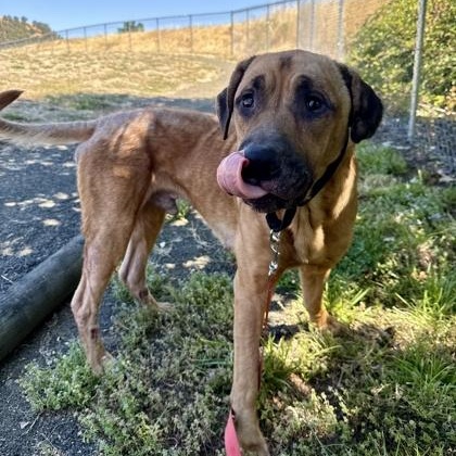 Marshall, an adoptable Mixed Breed in Roseburg, OR, 97471 | Photo Image 4