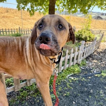 Marshall, an adoptable Mixed Breed in Roseburg, OR, 97471 | Photo Image 3