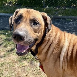 Marshall, an adoptable Mixed Breed in Roseburg, OR, 97471 | Photo Image 1