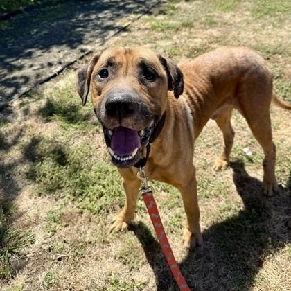 Marshall, an adoptable Mixed Breed in Roseburg, OR, 97471 | Photo Image 2