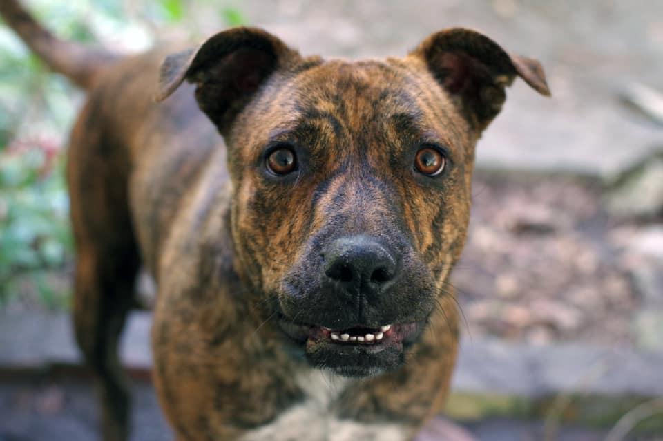 Sula, Adopted, Adult Female Mixed Breed.