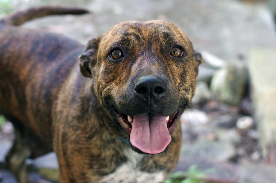 Sula, a Adopted Mixed Breed in Gainesville, FL image 2/3