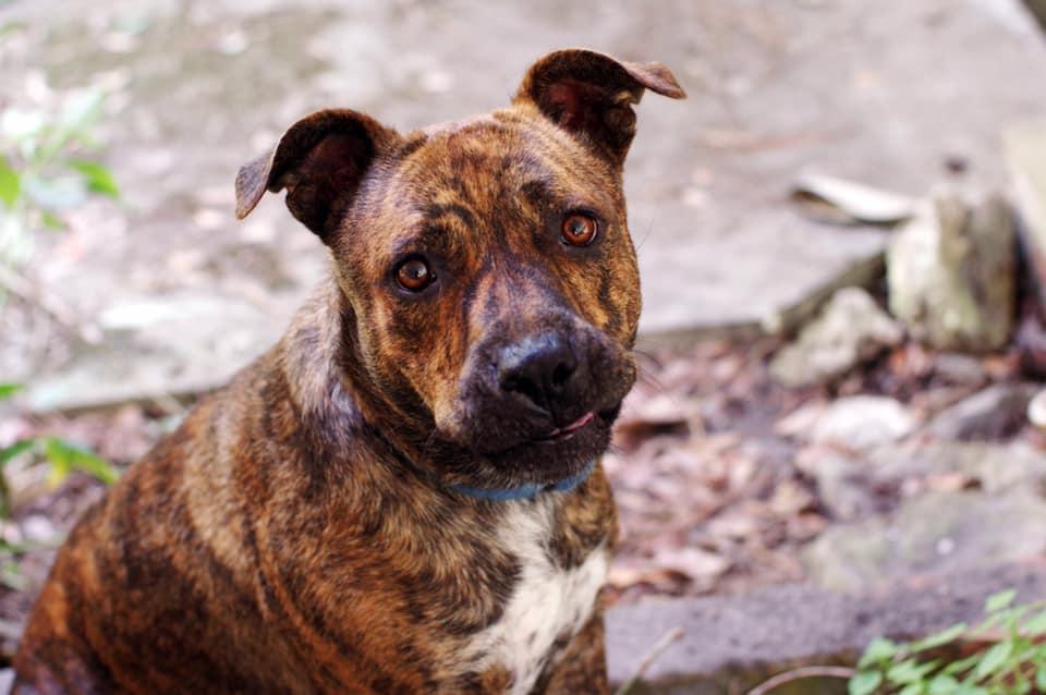Sula, a Adopted Mixed Breed in Gainesville, FL image 3/3