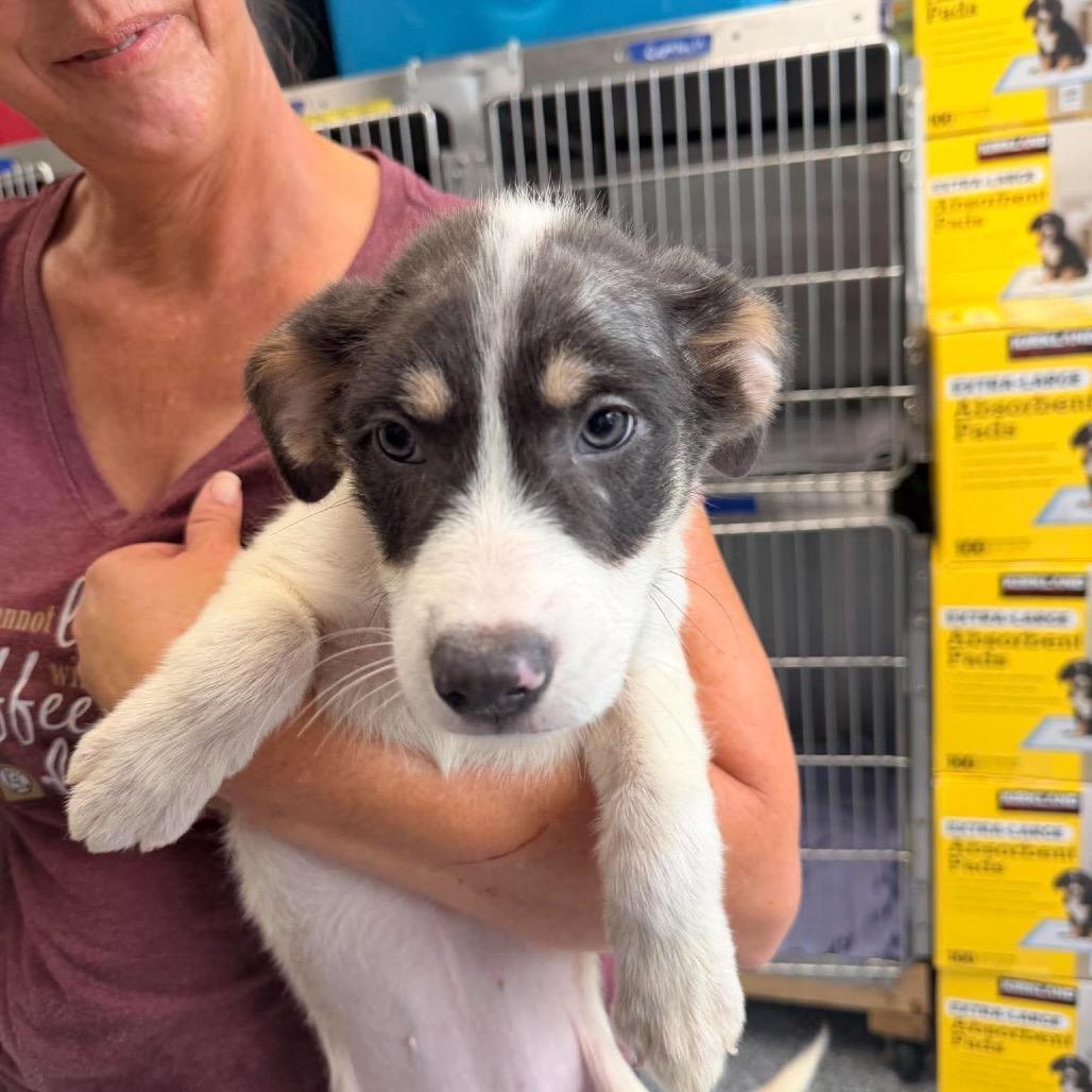 Belinda, Adoptable, Puppy Female Mixed Breed.