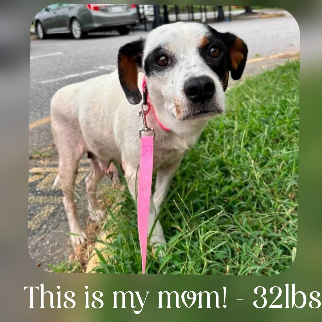 Enlarge Belinda, a Adoptable Mixed Breed in Fredericksburg, VA image 2/3