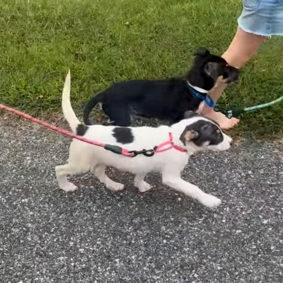Enlarge Belinda, a Adoptable Mixed Breed in Fredericksburg, VA image 3/3