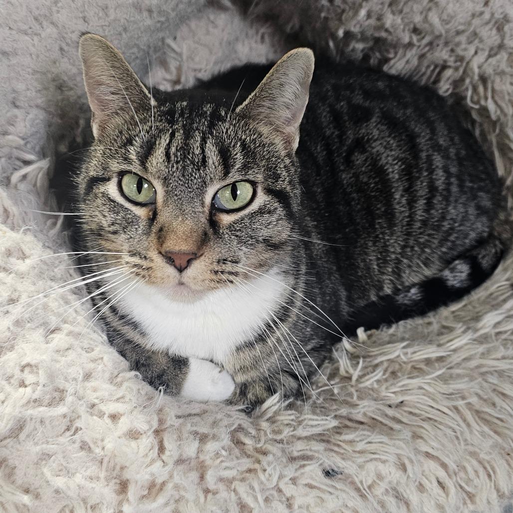 Enlarge Clover, a Adoptable mixed breed in Grinnell, IA image 1/3