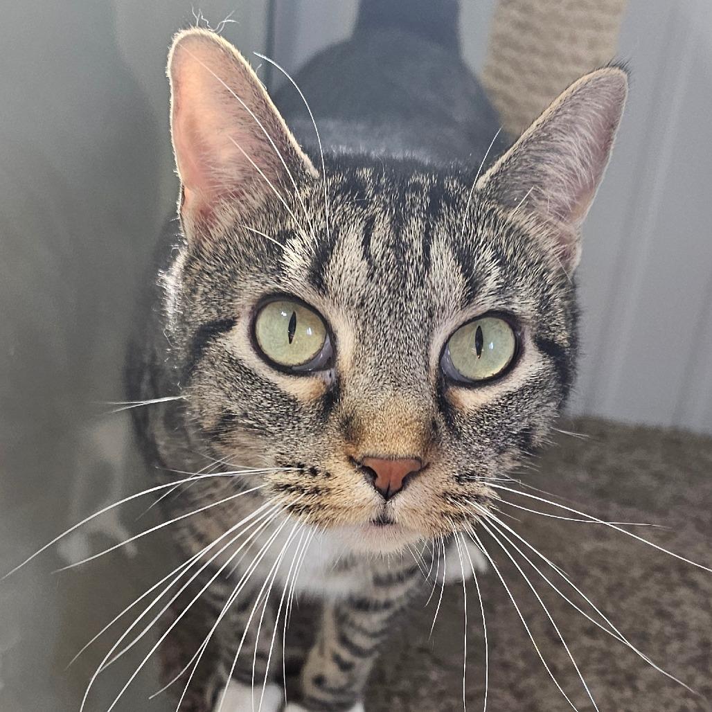 Enlarge Clover, a Adoptable mixed breed in Grinnell, IA image 2/3