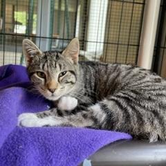 Enlarge Clover, a Adoptable mixed breed in Grinnell, IA image 3/3