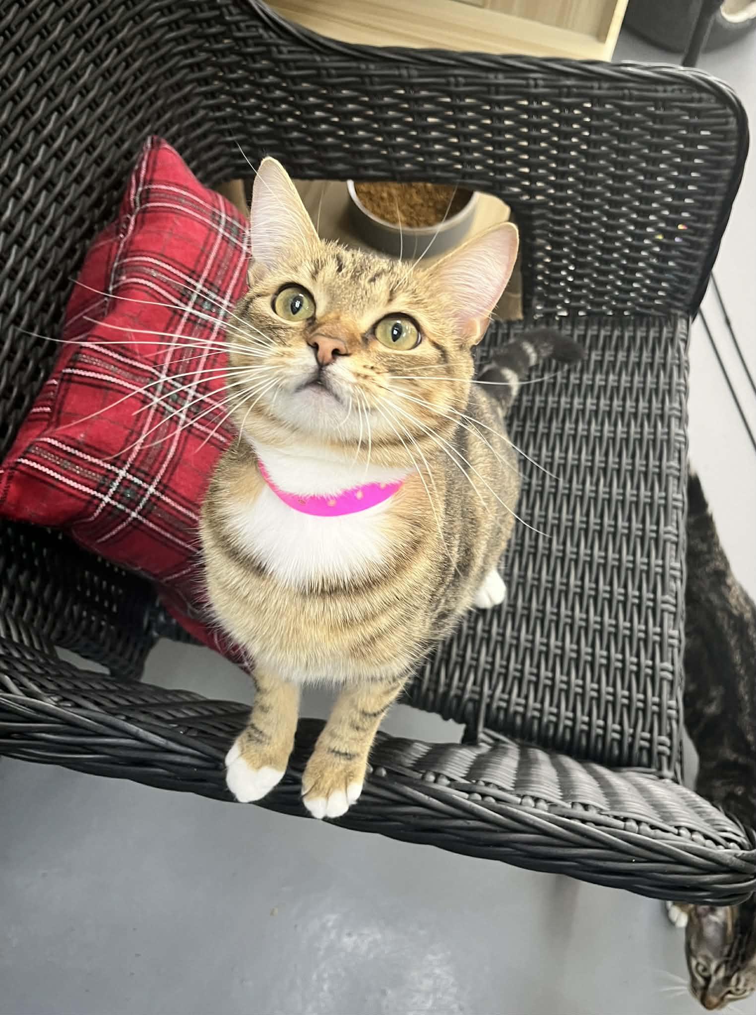 Enlarge Damara, a ADOPTABLE Tabby in Tavares, FL image 1/4