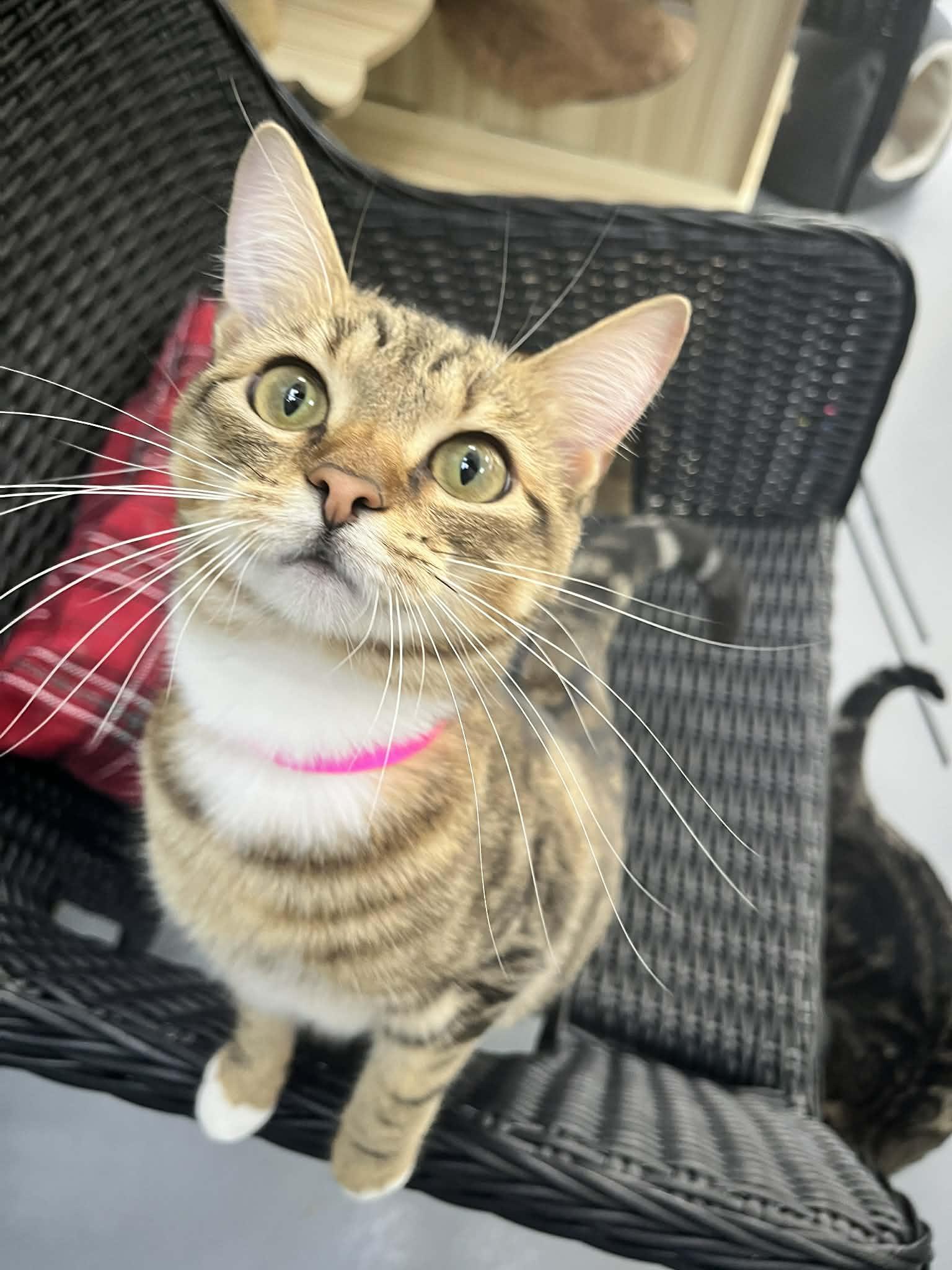 Enlarge Damara, a ADOPTABLE Tabby in Tavares, FL image 4/4