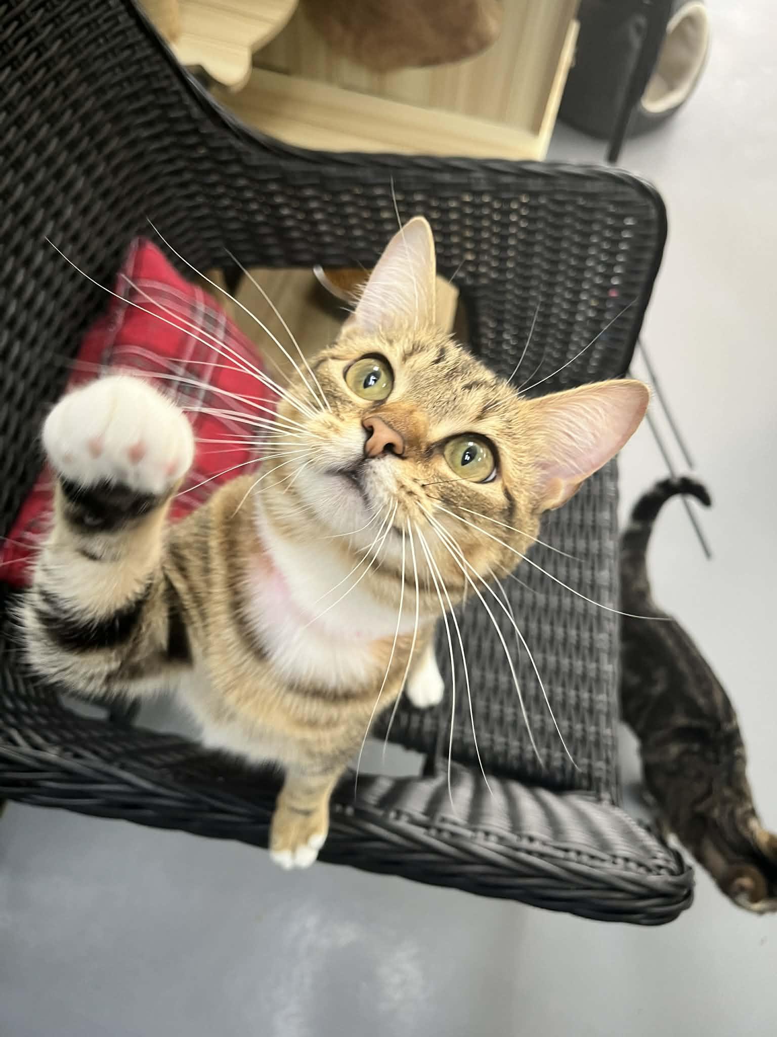 Enlarge Damara, a ADOPTABLE Tabby in Tavares, FL image 2/4