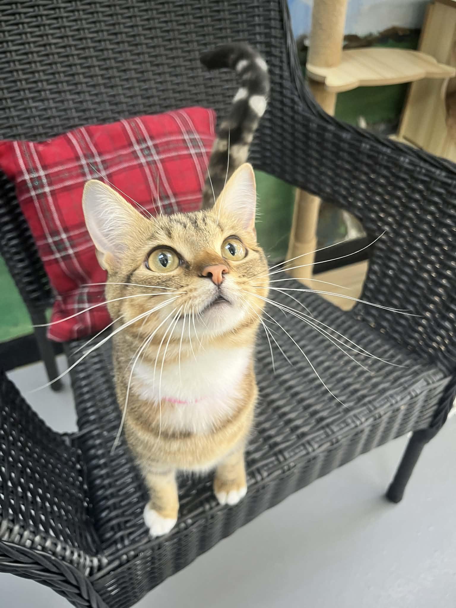 Enlarge Damara, a ADOPTABLE Tabby in Tavares, FL image 3/4