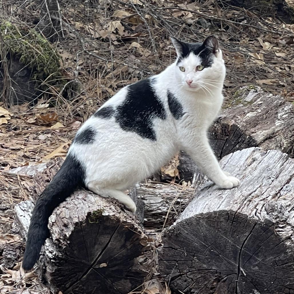 Enlarge Umberto, a Adoptable Domestic Short Hair in Redwood Valley, CA image 1/6