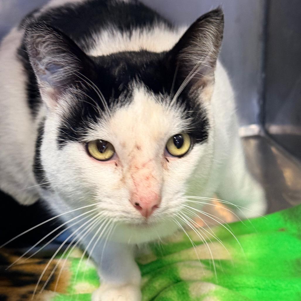 Enlarge Umberto, a Adoptable Domestic Short Hair in Redwood Valley, CA image 2/6