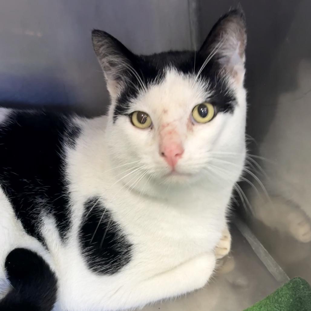 Enlarge Umberto, a Adoptable Domestic Short Hair in Redwood Valley, CA image 3/6