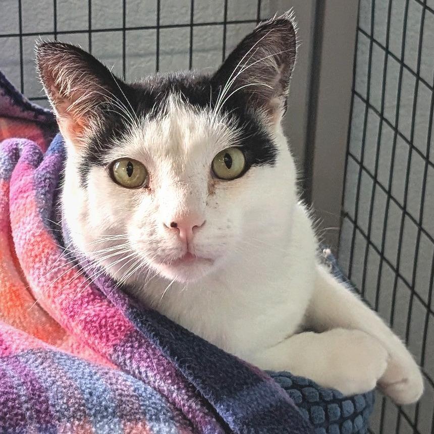 Umberto, a Adoptable Domestic Short Hair in Redwood Valley, CA image 4/6