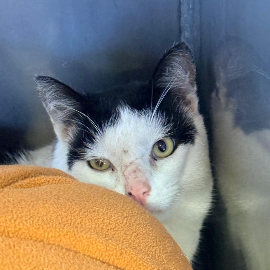 Enlarge Umberto, a Adoptable Domestic Short Hair in Redwood Valley, CA image 4/6