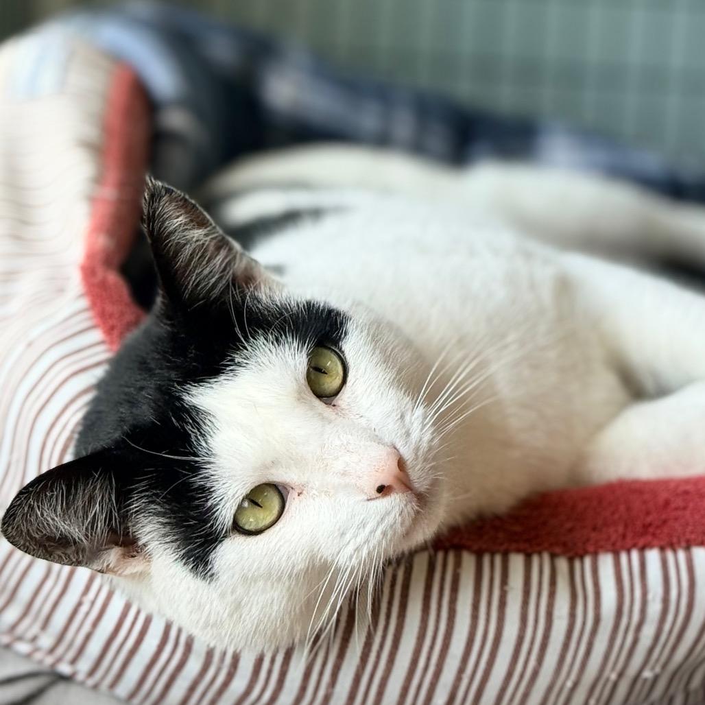 Umberto, a Adoptable Domestic Short Hair in Redwood Valley, CA image 5/6