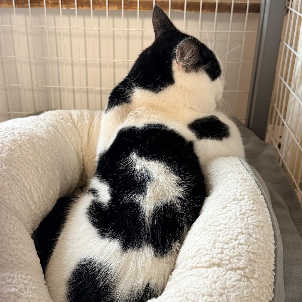 Enlarge Umberto, a Adoptable Domestic Short Hair in Redwood Valley, CA image 5/6