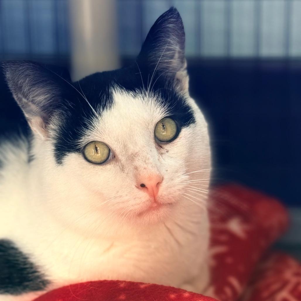 Enlarge Umberto, a Adoptable Domestic Short Hair in Redwood Valley, CA image 6/6