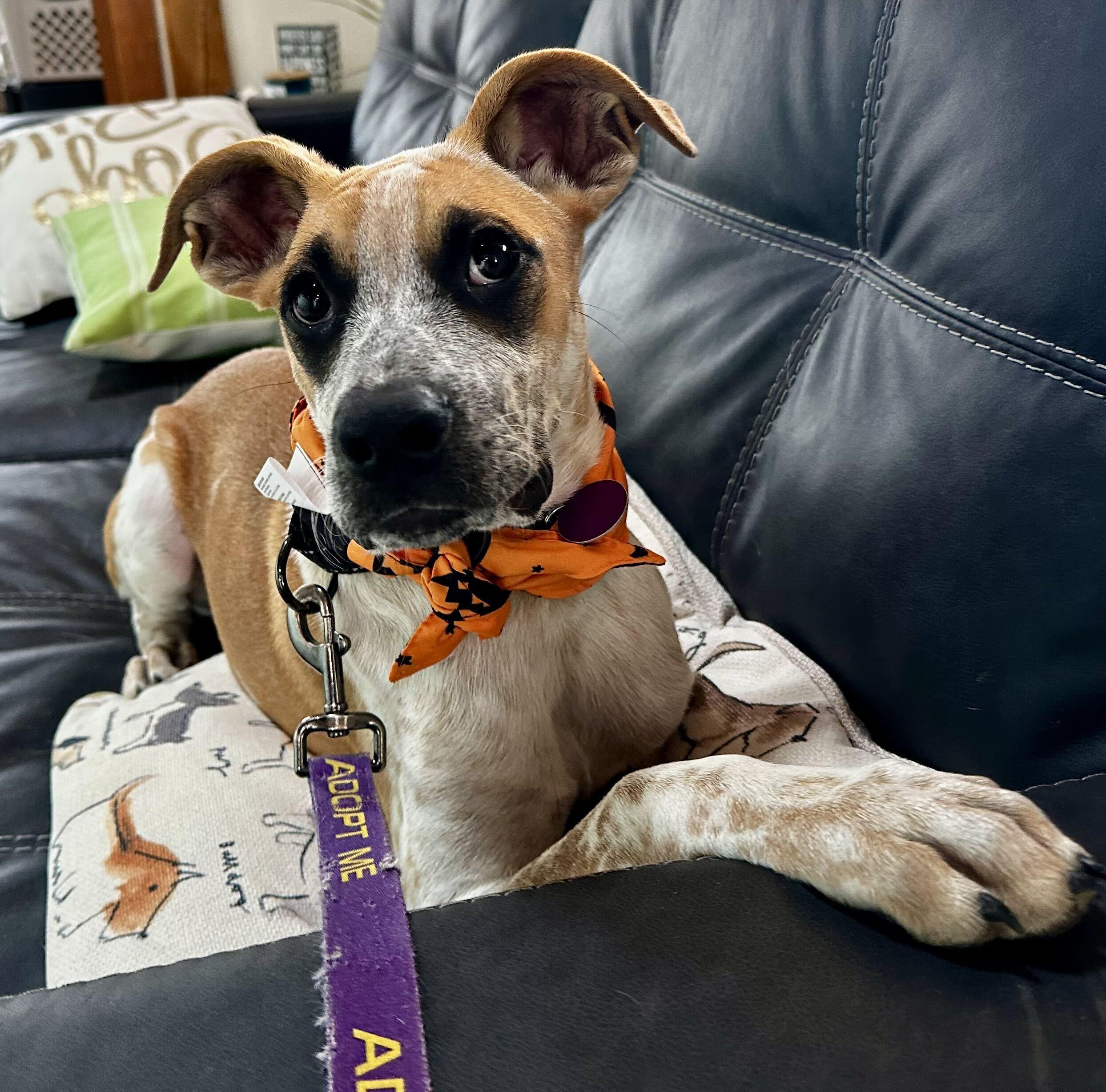 Enlarge Gully HERE IN NH, a Adoptable Mixed Breed in Barrington, NH image 6/6