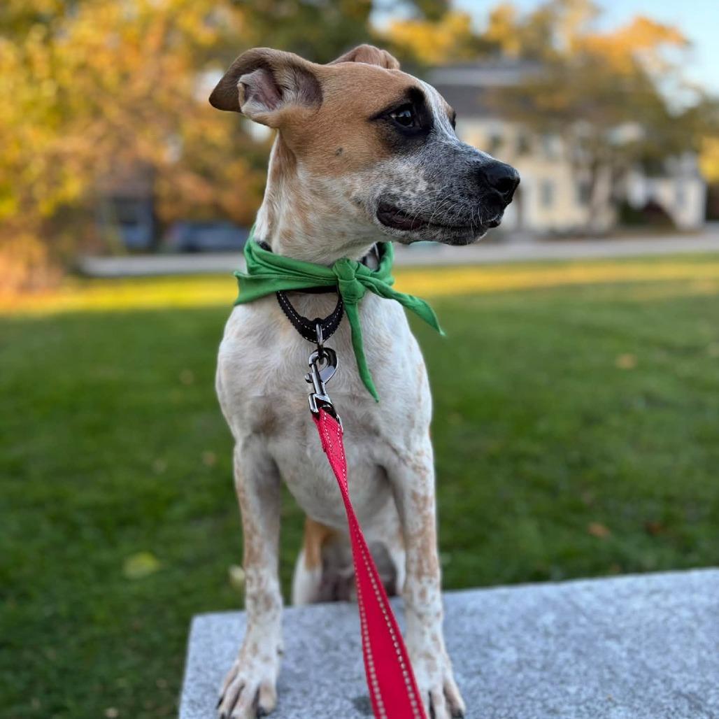 Enlarge Gully HERE IN NH, a Adoptable Mixed Breed in Barrington, NH image 4/6