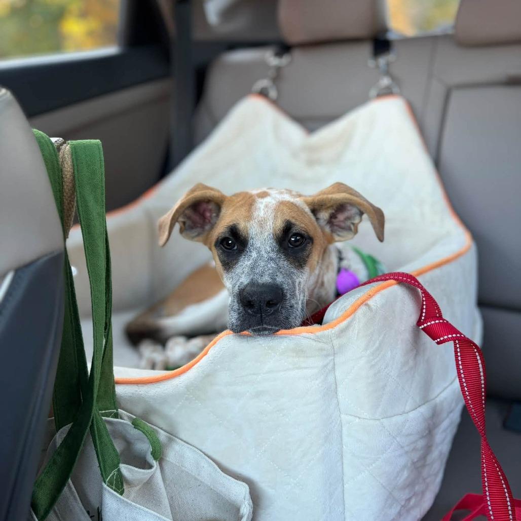 Gully HERE IN NH, Adoptable, Puppy Male Mixed Breed.