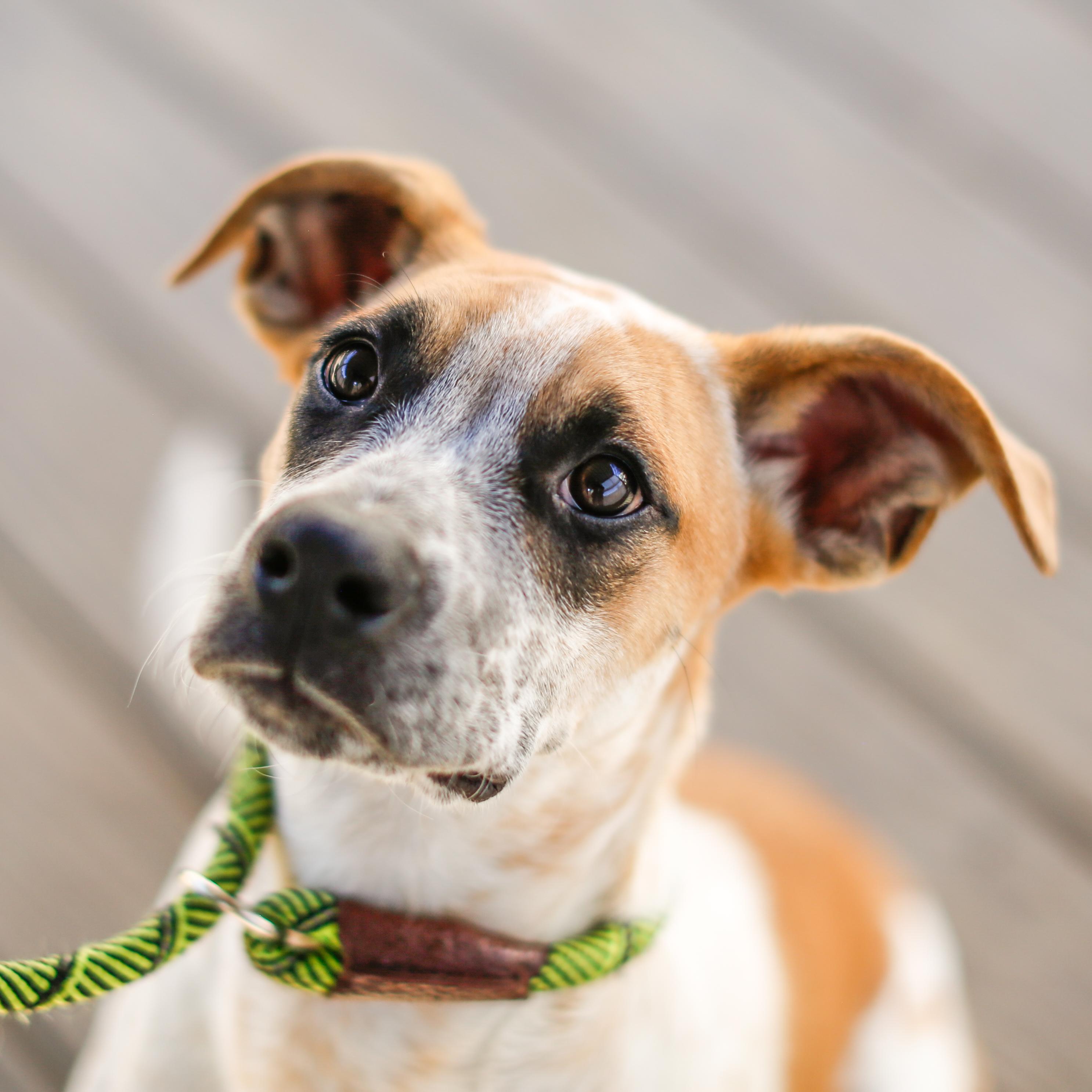 Enlarge Gully HERE IN NH, a Adoptable Mixed Breed in Barrington, NH image 1/6