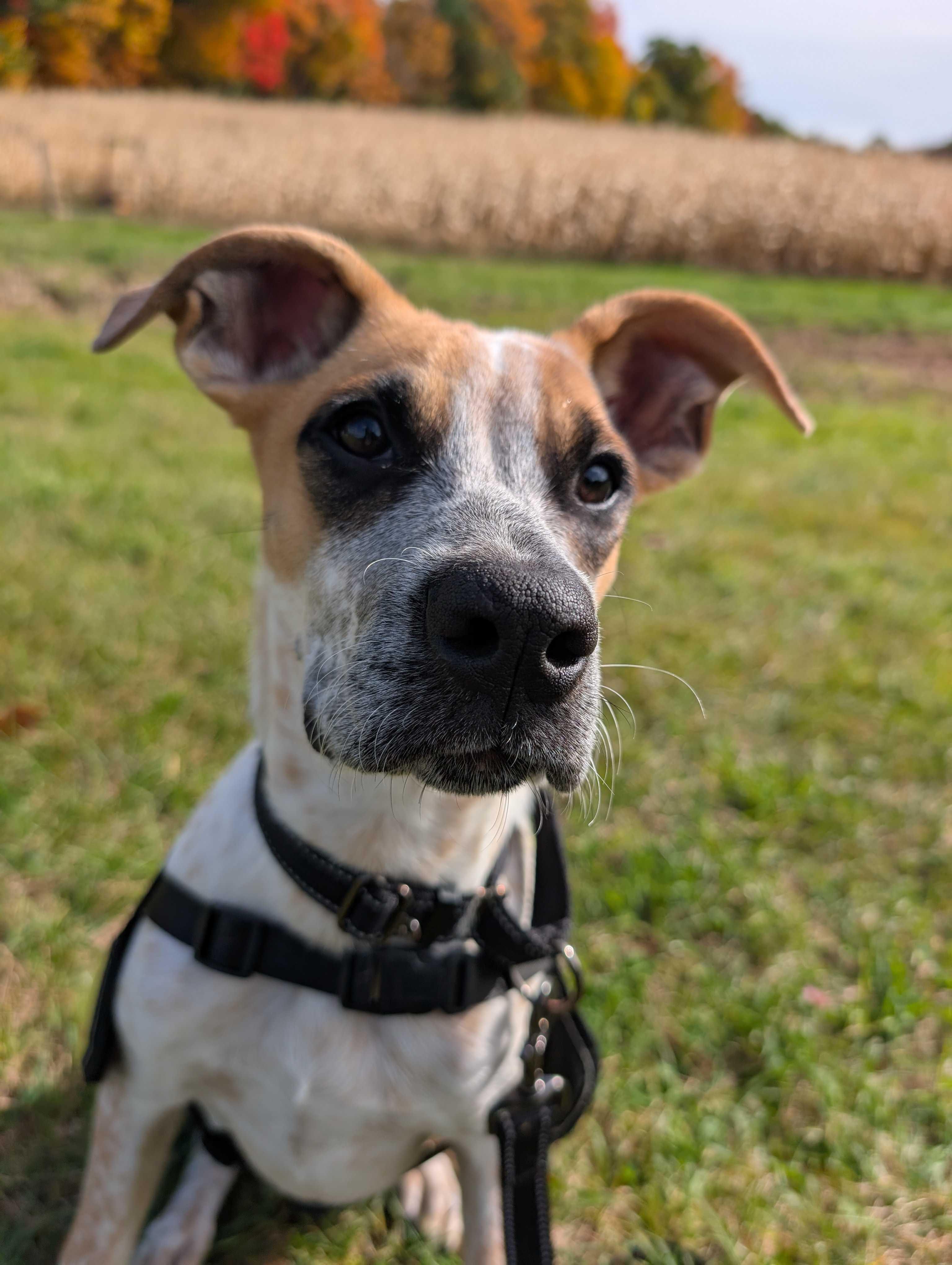 Enlarge Gully HERE IN NH, a Adoptable Mixed Breed in Barrington, NH image 5/6