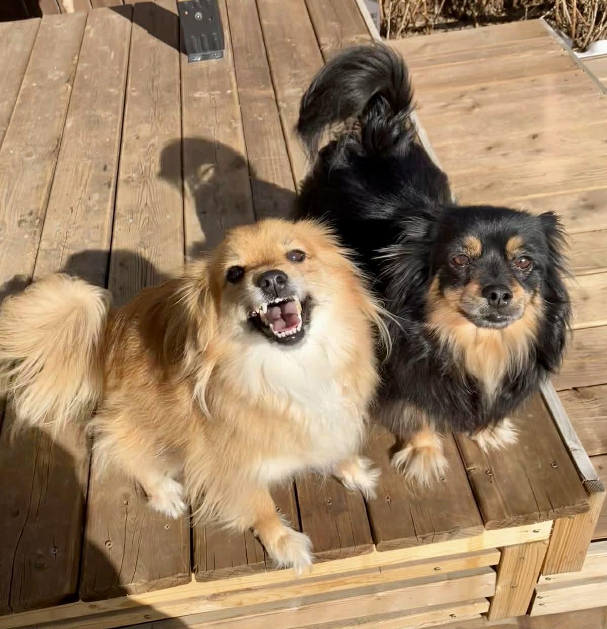 Indie and Lily, ADOPTABLE, Adult Female Pomeranian.
