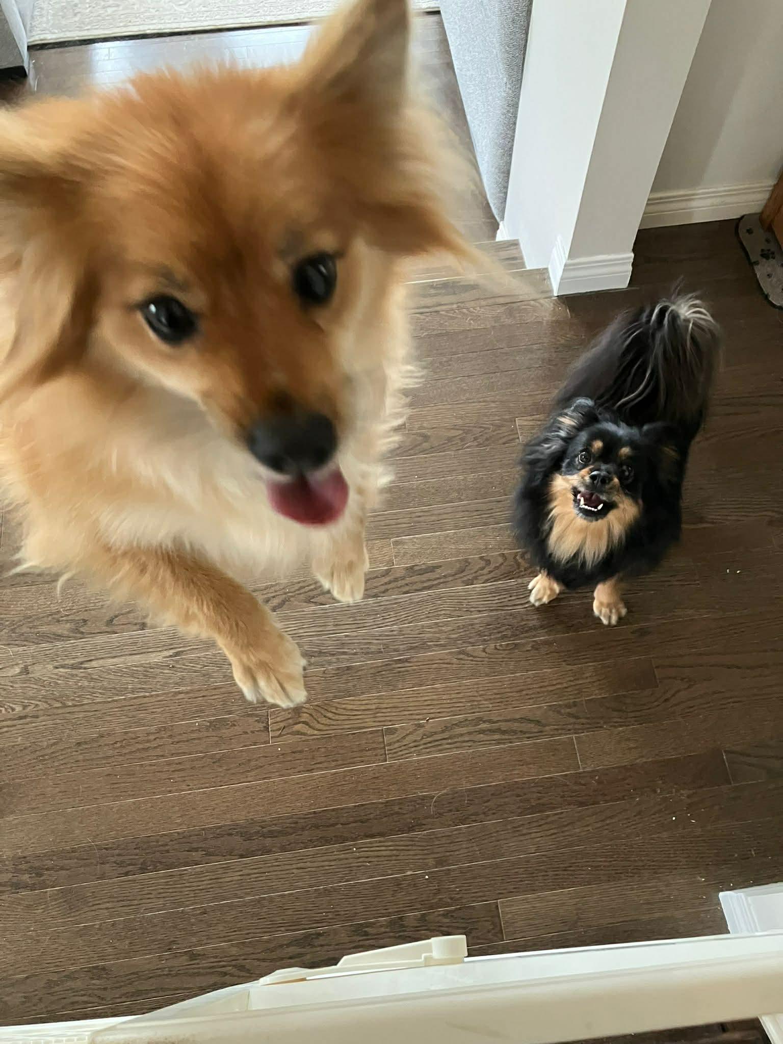 Enlarge Indie and Lily, a ADOPTABLE mixed breed in Calgary, AB image 4/6