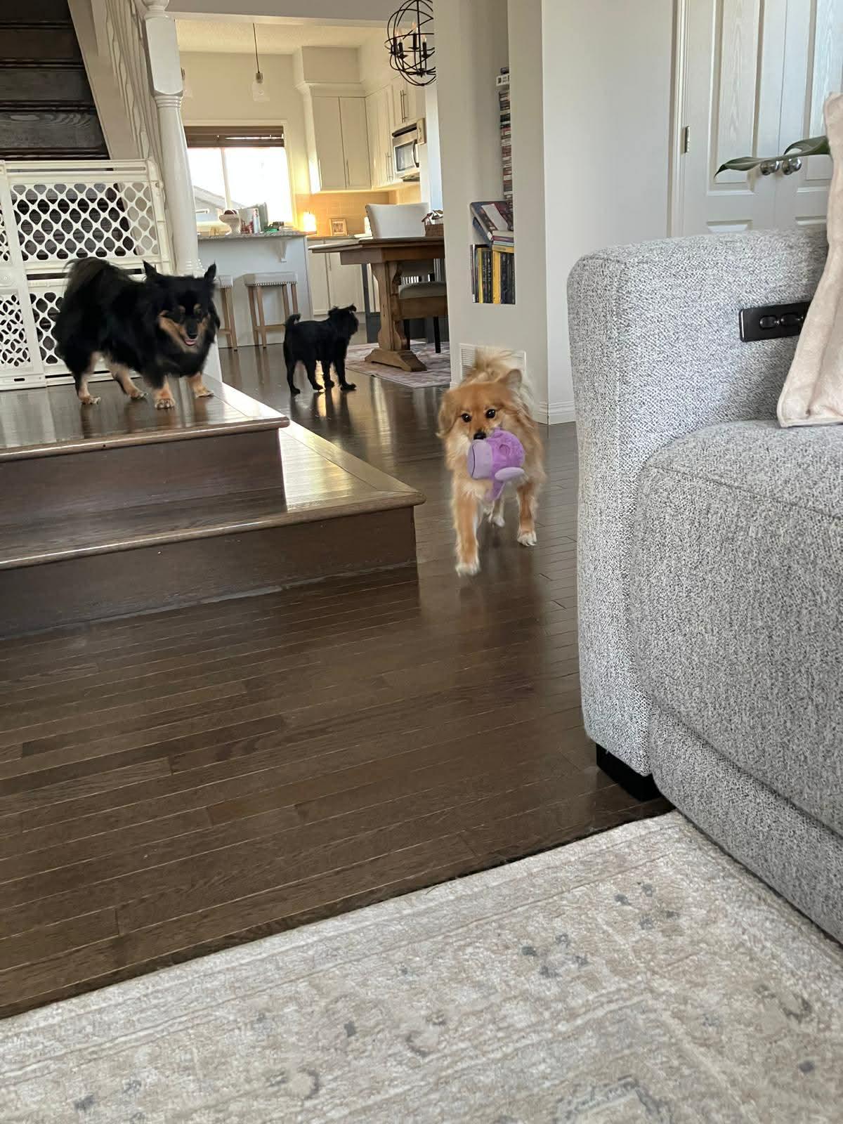 Enlarge Indie and Lily, a ADOPTABLE mixed breed in Calgary, AB image 5/6