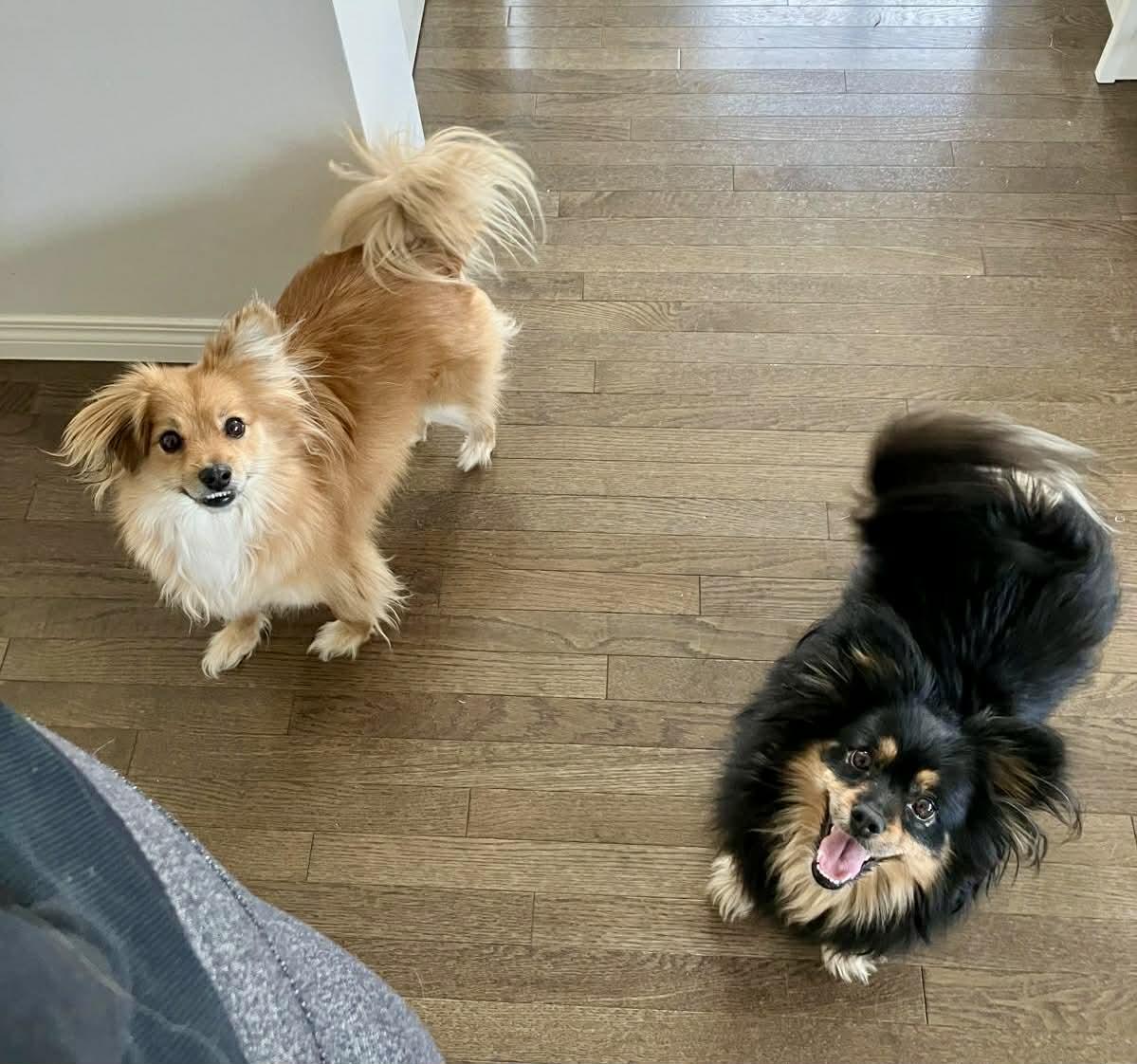 Enlarge Indie and Lily, a ADOPTABLE mixed breed in Calgary, AB image 6/6