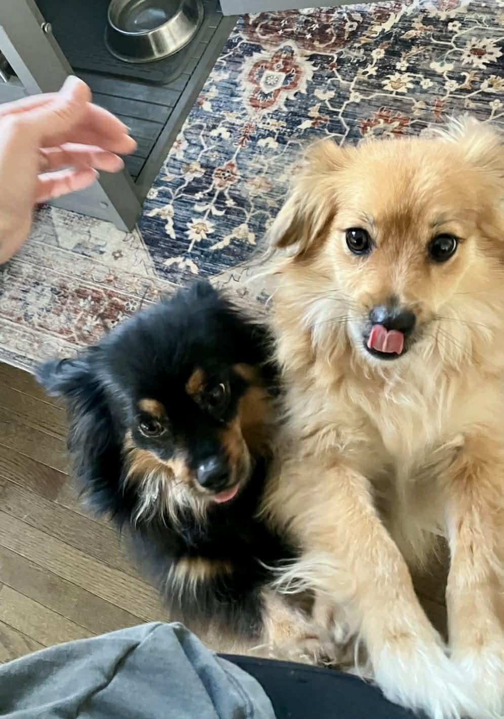 Enlarge Indie and Lily, a ADOPTABLE mixed breed in Calgary, AB image 2/6