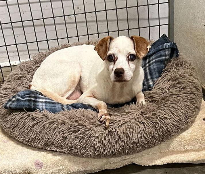 Chicken *, a Adoptable Jack Russell Terrier in Columbia, TN image 1/3