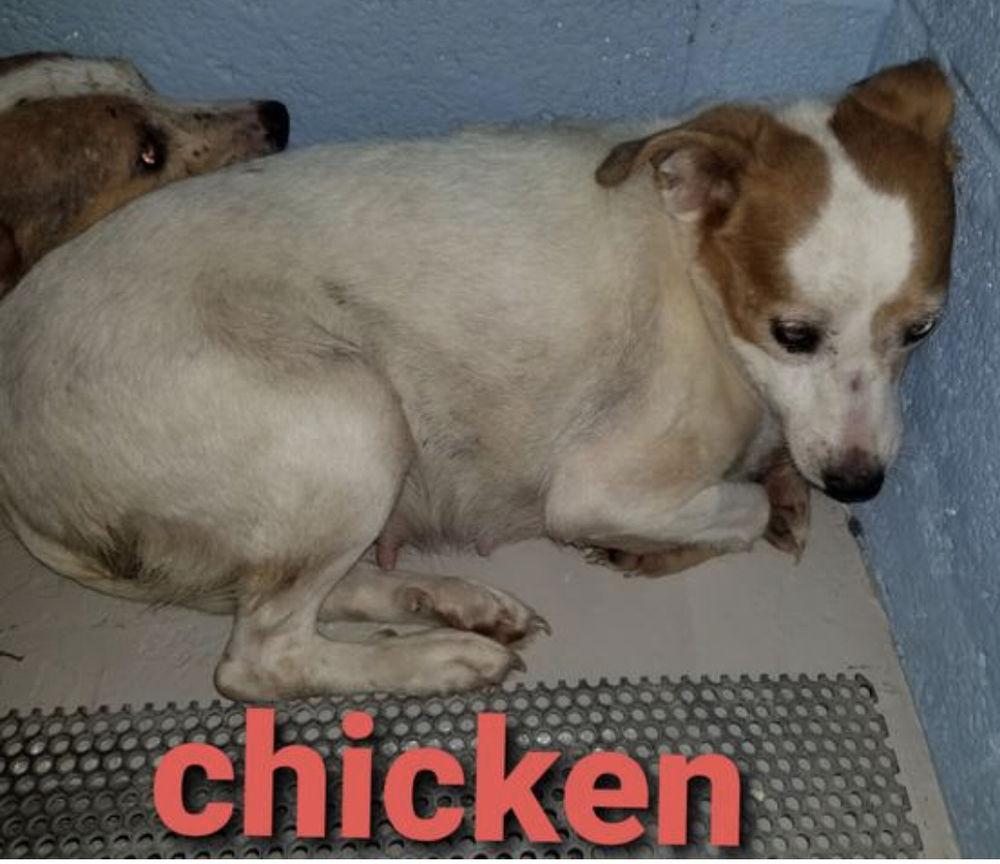 Chicken *, a Adoptable Jack Russell Terrier in Columbia, TN image 2/3
