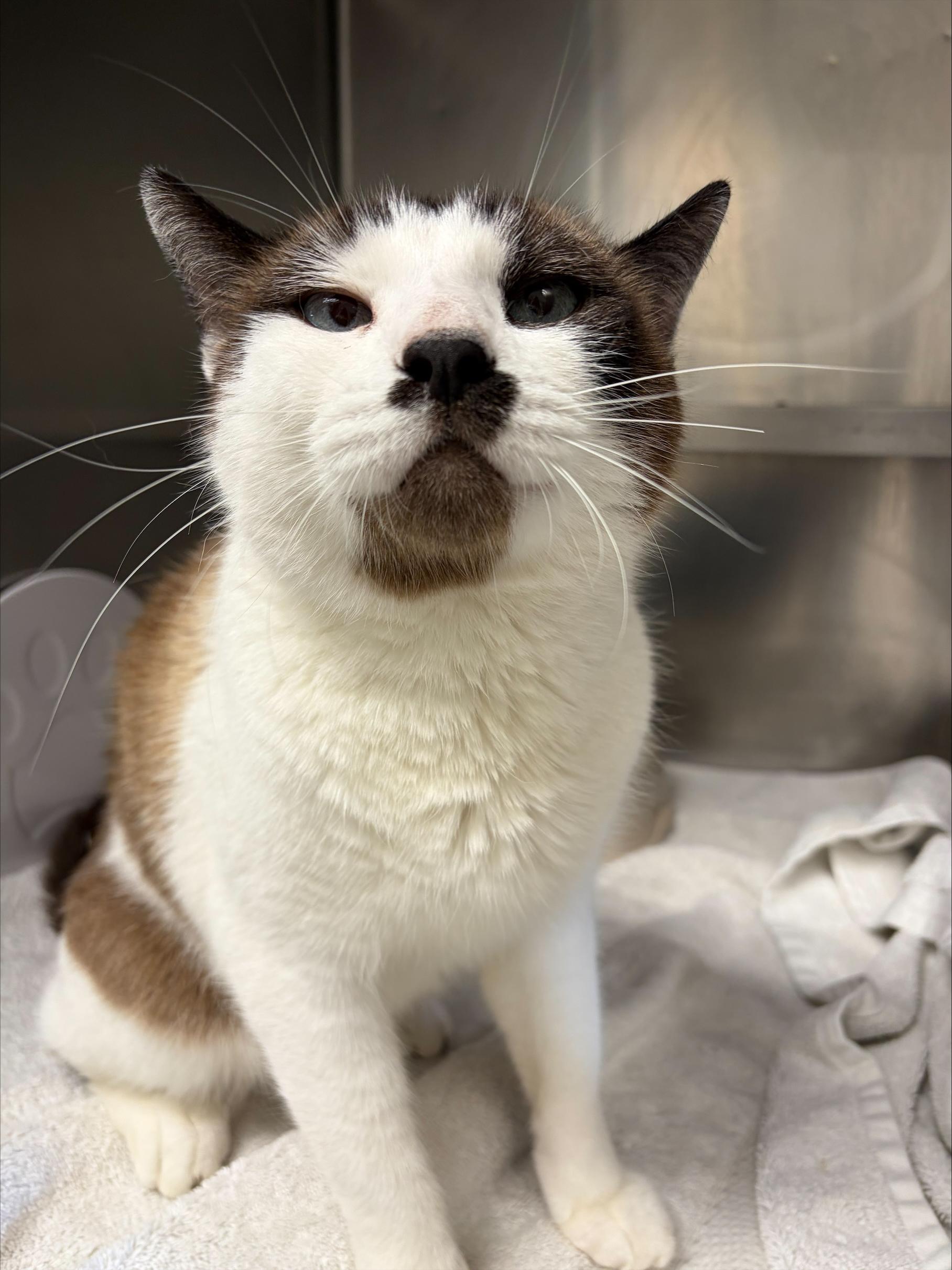Mowgli Mustachio, Adopted, Adult Male Siamese.