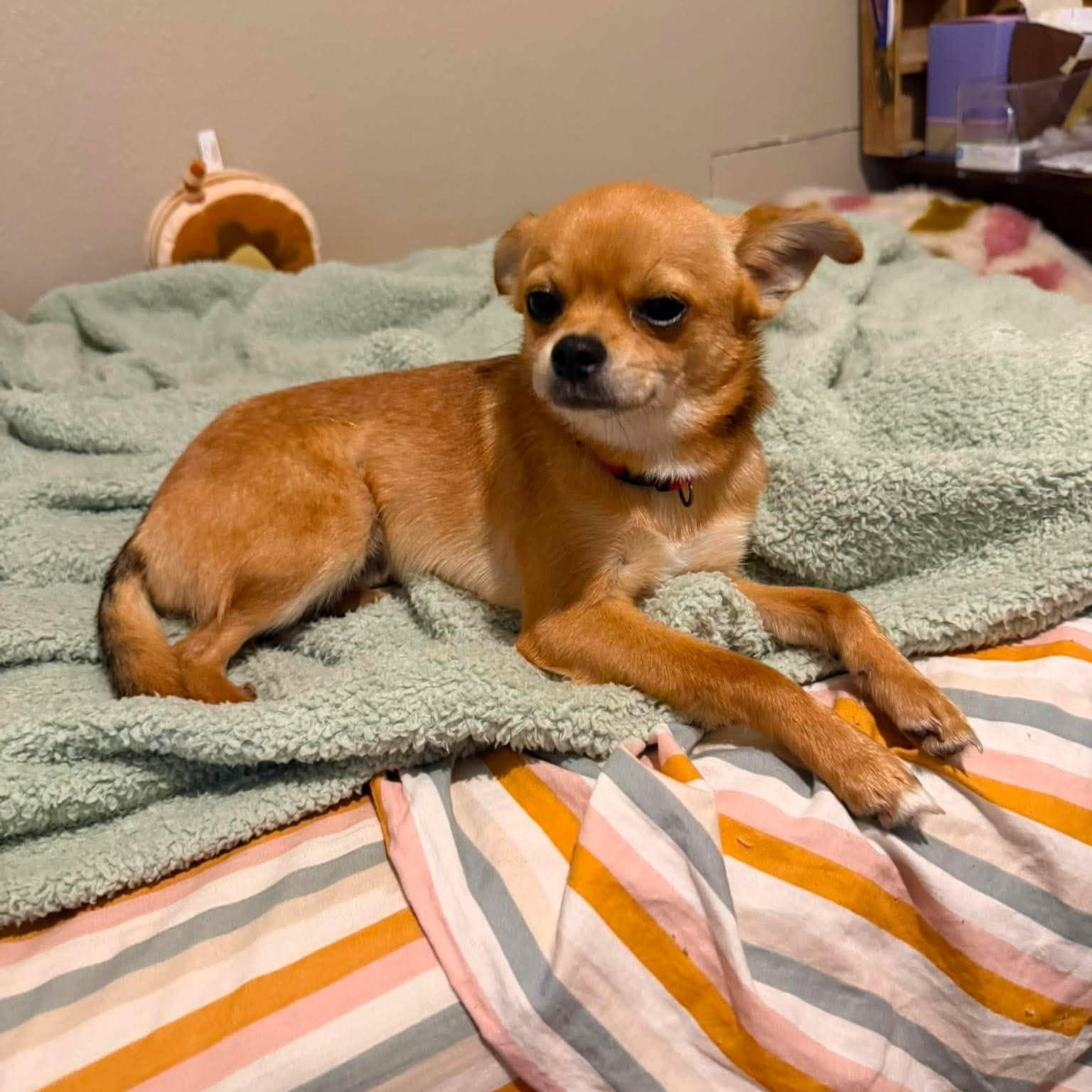 Fudge, an adopted mixed breed in Oklahoma City, OK image 3/5