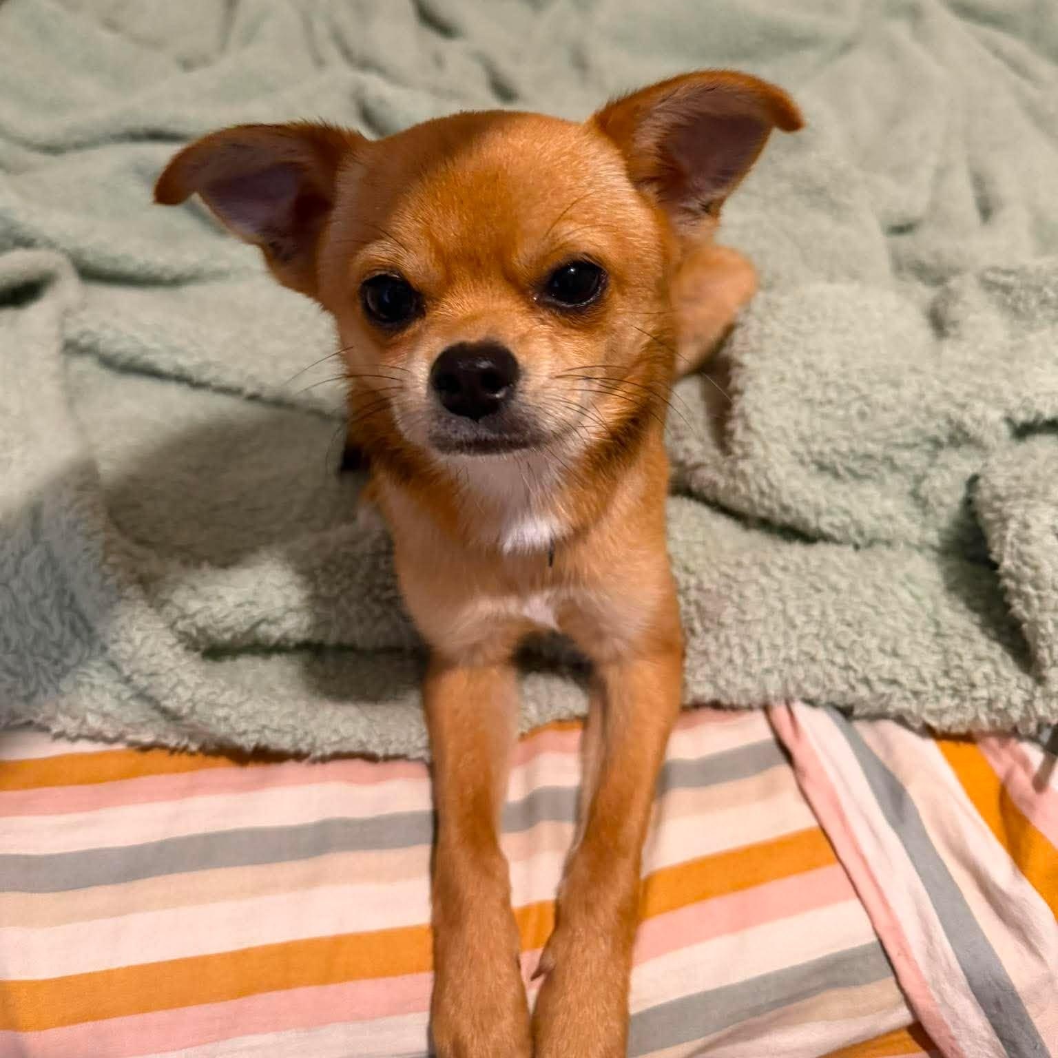 Fudge, adopted, Young Male Chihuahua.