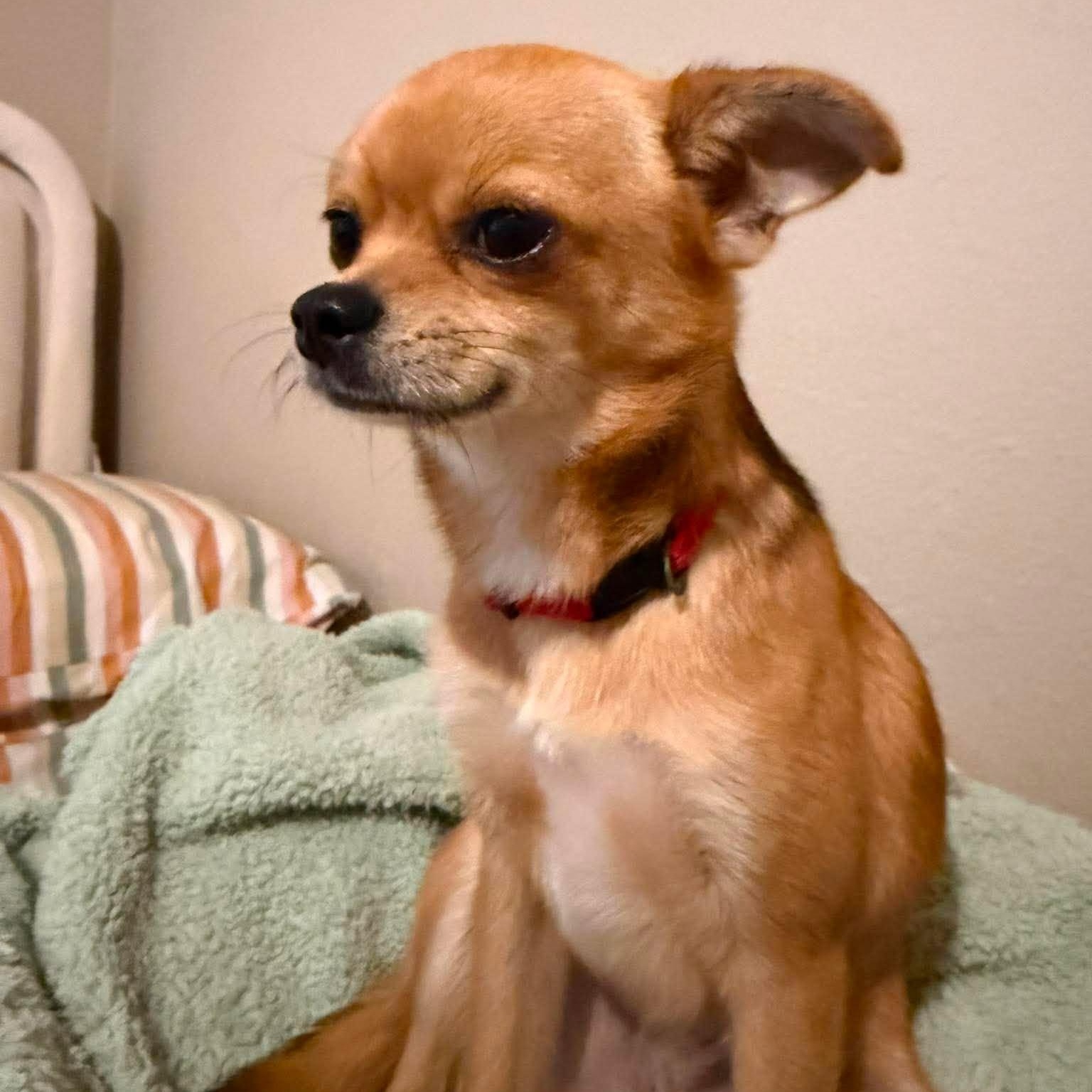 Fudge, an adopted mixed breed in Oklahoma City, OK image 2/5