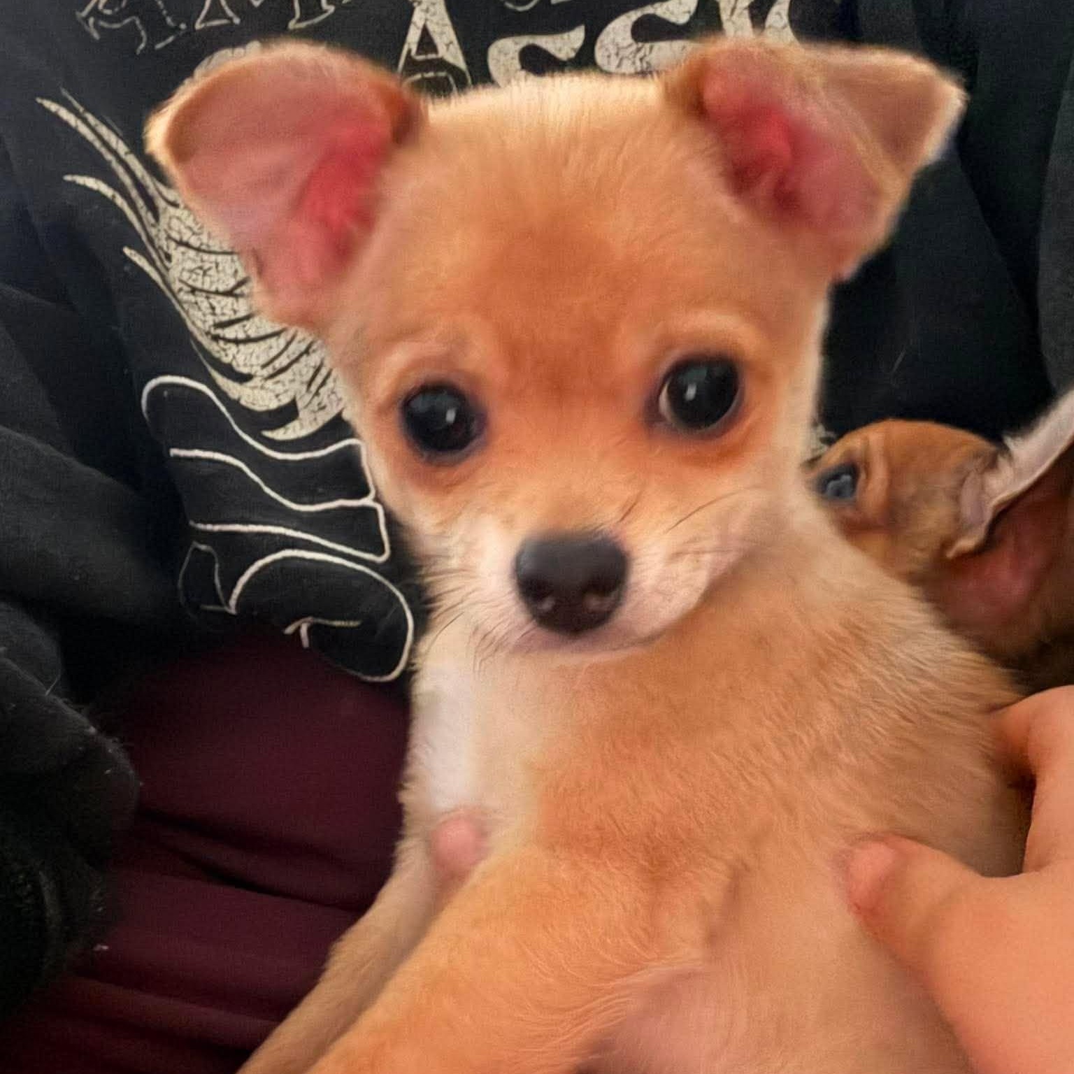 Fudge, an adopted mixed breed in Oklahoma City, OK image 5/5