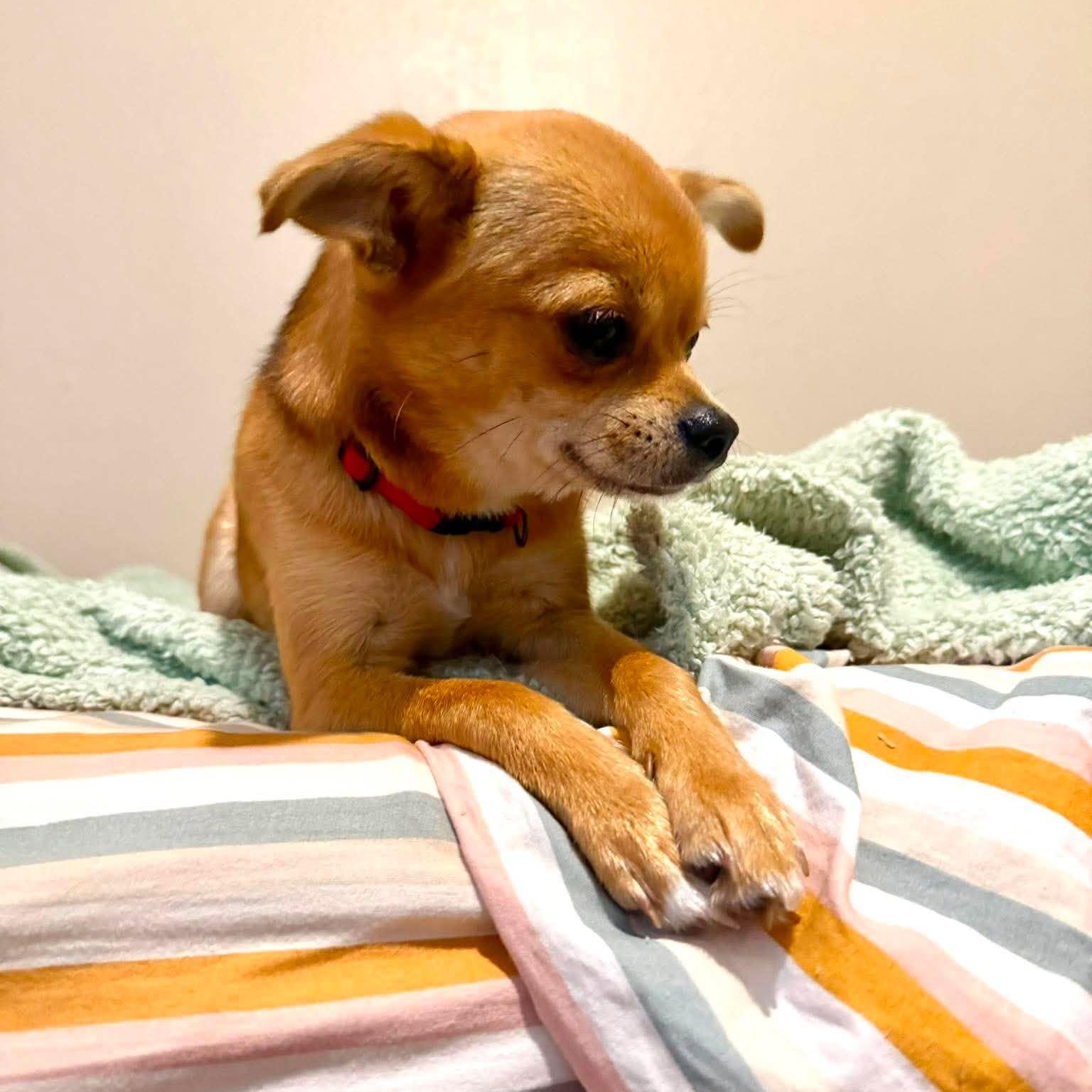 Fudge, an adopted mixed breed in Oklahoma City, OK image 4/5