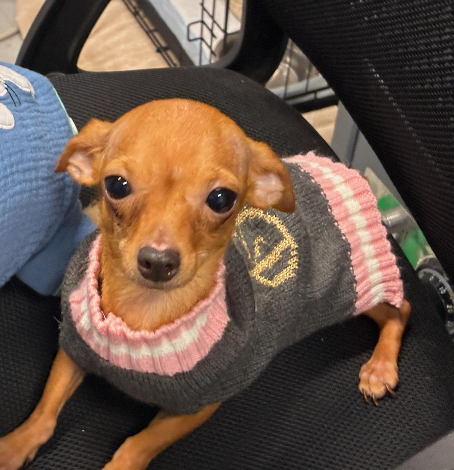 Robin, a ADOPTABLE mixed breed in Ellicott City, MD image 2/6